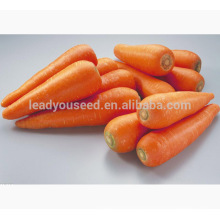 CA02 Hongfushi cinco pulgadas nuevas semillas de zanahoria kuroda para el cultivo